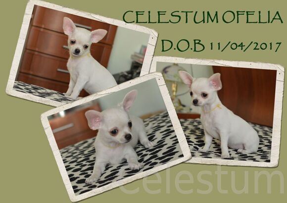 OFELIA